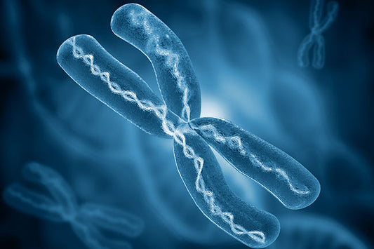 Are Telomeres Really the ‘Fountain of Youth’?