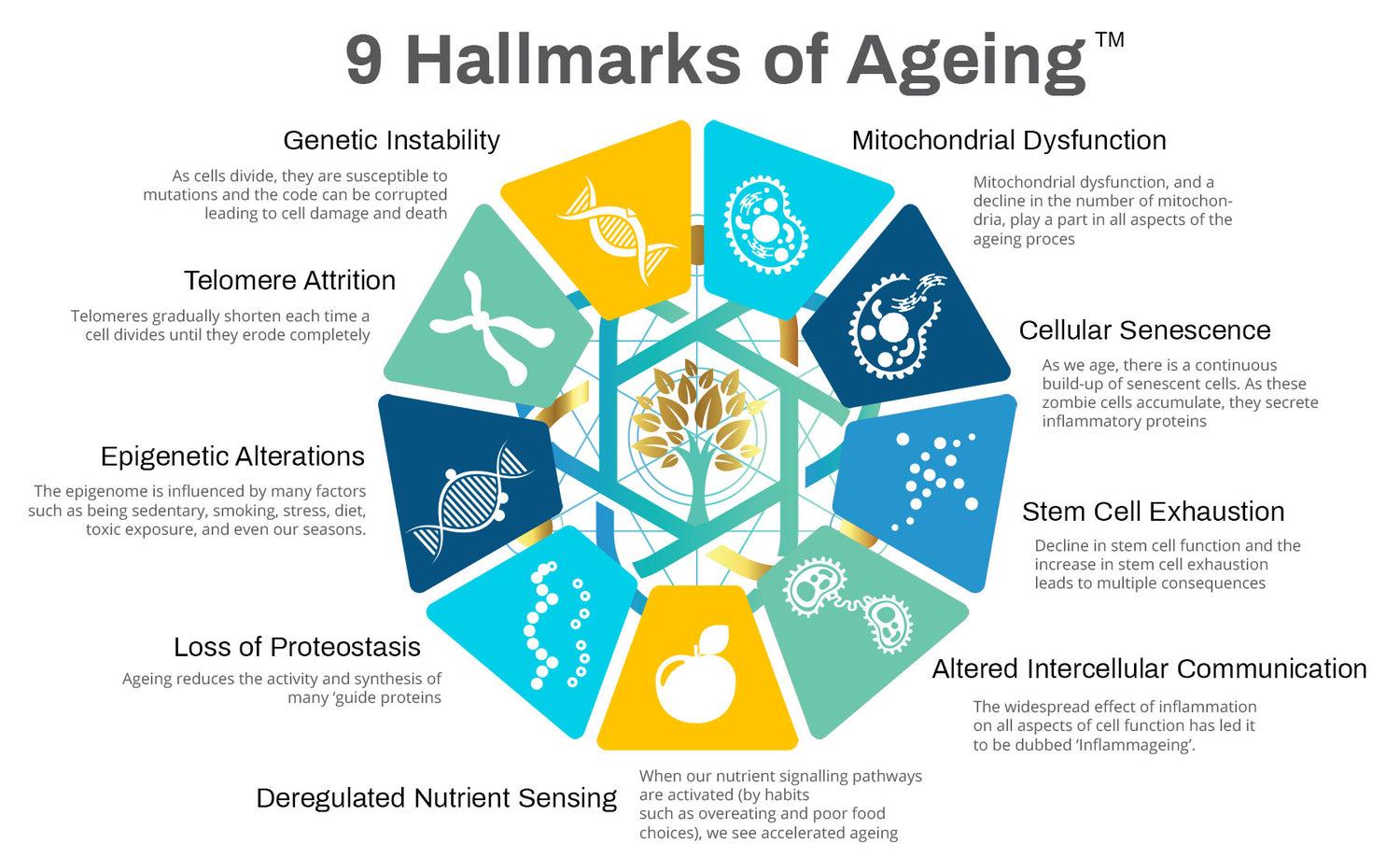 9 Hallmarks of Ageing
