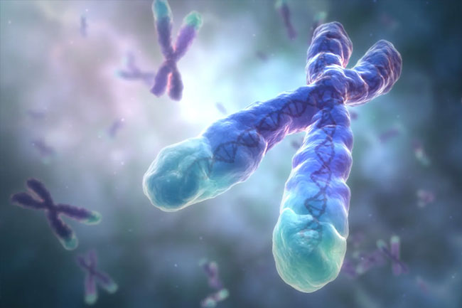 Telomere Attrition